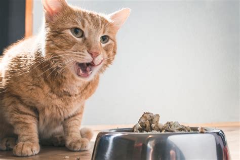 When choosing a food for your senior cat, dr senior cats with missing teeth may prefer wet food or kibble softened with some warm water with myriad senior cat foods available on the market today, it's tough to choose the best one for your feline friend. What Is The Best Cat Food For Older Cats? Feeding Your ...