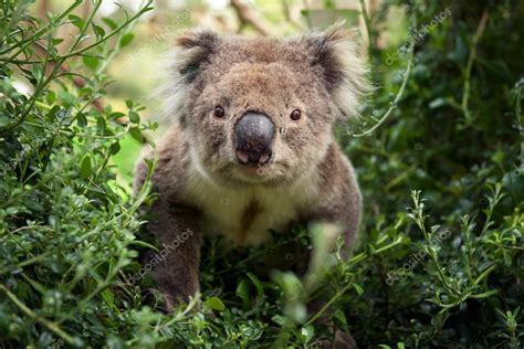 Koala Bear Looking At Camera — Stock Photo © Throwstone 37984871