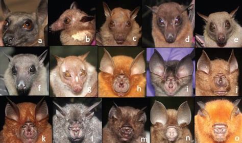 Africas Oldest Forest Yields Ten Bat Species New To Nigeria