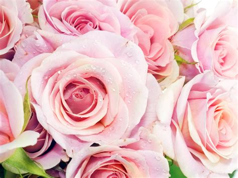 télécharger des images de belles fleurs fonds d écran de belles roses
