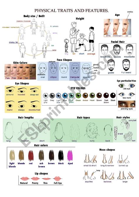 Physical Traits And Features Face And Body Esl Worksheet By Bloodykiss