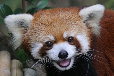 Excited Red Panda