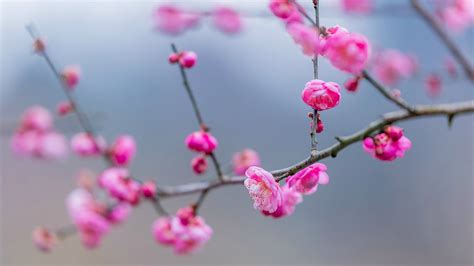 Plum Blossoms Bloom In Sw Chinas Meihua Garden Cgtn