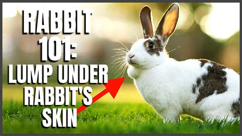 Rabbit 101 Lump Under Rabbits Skin Youtube