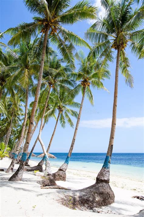 Coconut Palm Tree On The Beach Stock Image Image Of Resort Exotic