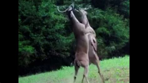 Have You Ever Seen A Deer Fight Youtube