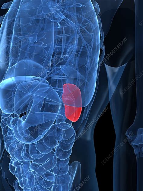 Healthy Spleen Artwork Stock Image F0048202 Science Photo Library