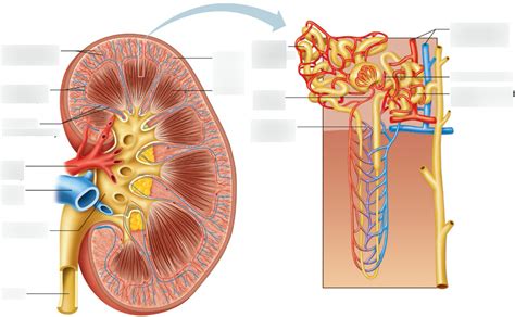 Renal System Kidneys Diagram Quizlet