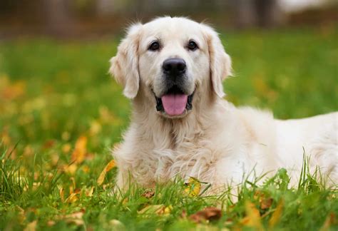 25 Of The Absolute Best Dogs For Seniors K9 Web