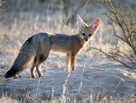 Cape Fox Photo By Jacques De Klerk Wild Dogs Animals Wild Cape Fox