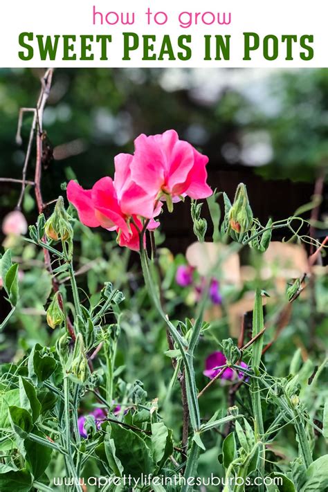 Growing Sweet Peas In Pots Is Easy With A Few Simple Tips And Tricks