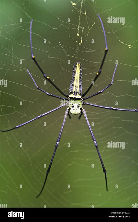 Giant Wood Spider Nephila Maculata Female Stock Photo Alamy
