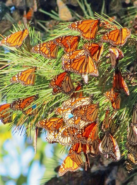Monarch Butterfly Migration California A Photo On Flickriver