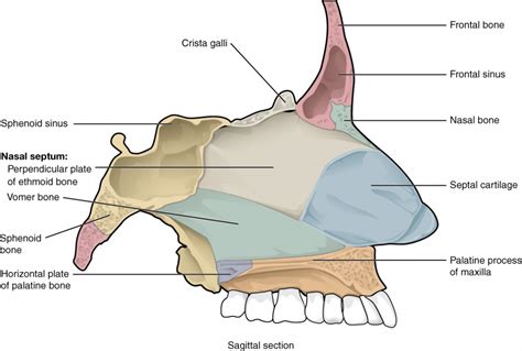 The Skull Anatomy And Physiology I