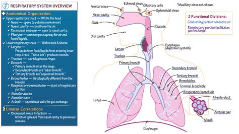 Anatomy And Physiology Overview Of The Respiratory System Ditki Medical And Biological Sciences