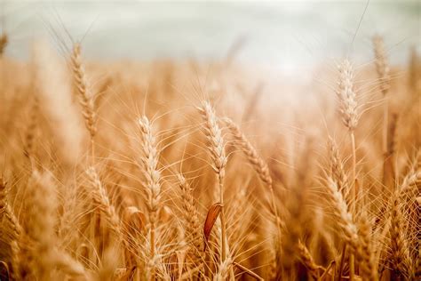 Hd Wallpaper Golden Wheat Field And Sunny Day Crop Agriculture
