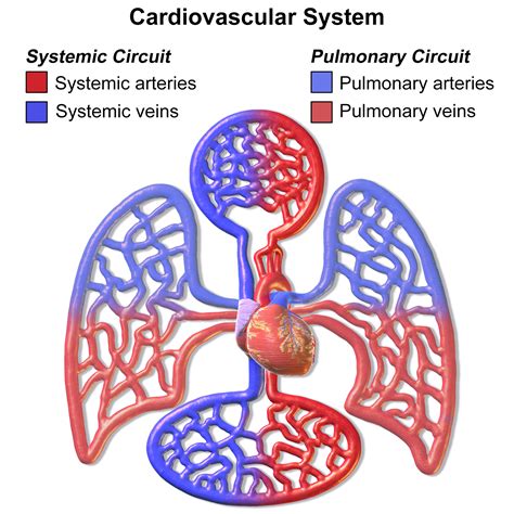 The blood is then moved to the lungs for oxygenation through pulmonary circulation so it can again be used for systemic circulation. Systemic circulation and pulmonary circulation ...