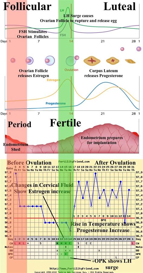 Fertility Awareness Tracking Chart