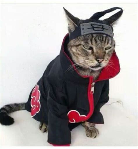 Akatsuki 14 Disfraz Para Gato Meme Gato Mascotas Bonitas