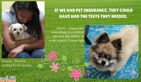 Pet insurance that covers pre existing. Healthy Paws Pet Insurance - Coverage for Accidents, Illness, & More!
