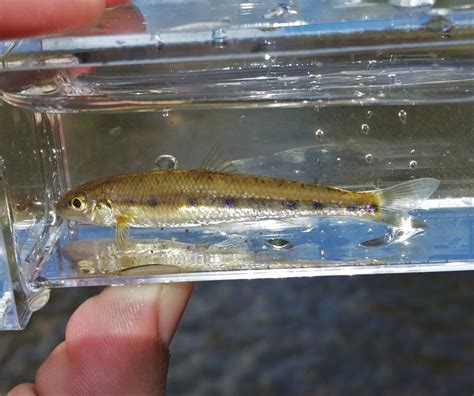 Erimystax Dissimilis Fishes Of The Upper Green River Ky · Inaturalist
