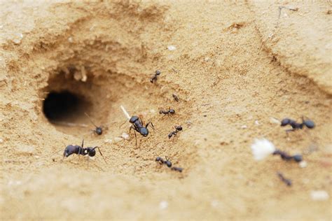 How To Find Carpenter Ant Nest Outside Picture Of Carpenter