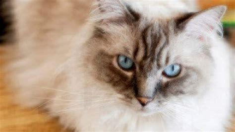 Cat Facts Ragdoll Cats Healthy Paws