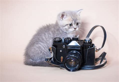 4 Best Cameras For Cat Collars Youll Love 2022 I Discerning Cat