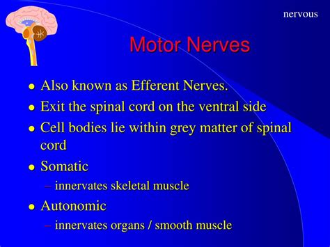 PPT - The Nervous System PowerPoint Presentation, free download - ID:70592