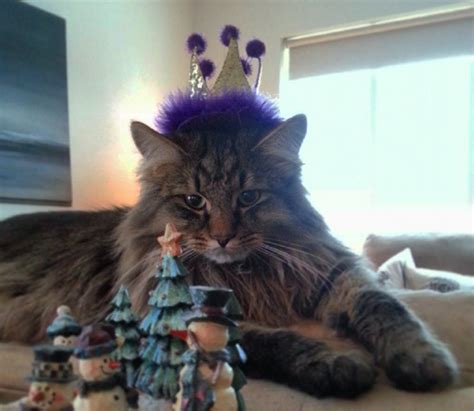 As cats age, changes in their muscle tone and fur occur. 30 Cat's Ringing In The New Year In Style - CatTime