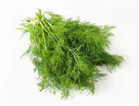 dill weed essential oils guide benefits uses and blends pg