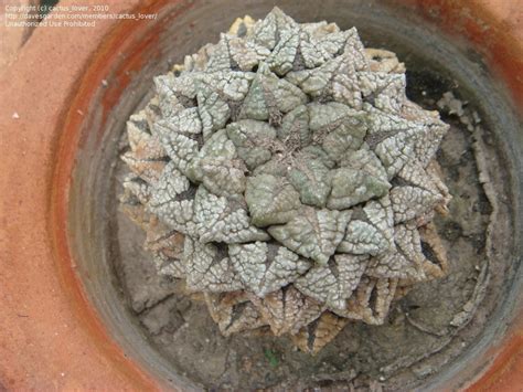 It is also usually considered part of the mountain states. PlantFiles Pictures: Ariocarpus Species, Chautle, False ...