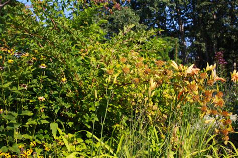 Ninebark Form — Ontario Native Plant Nursery Container Grown 705