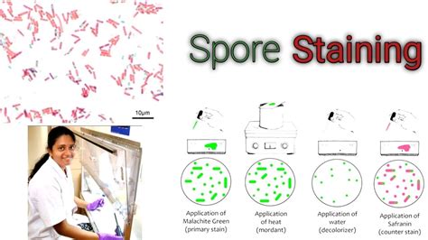 Part 4 Spore Staining Staining Techniques Differential Staining