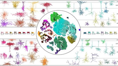 Nih Brain Initiative Unveils Detailed Atlas Of The Mammalian Primary