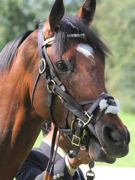 Frankel 2008 4yo Horse Galileo Kind Is Deserved Of Legendary