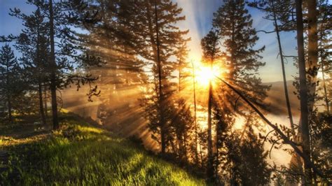 Morning Nature Sun Rays Forest Sunlight Wallpapers Hd