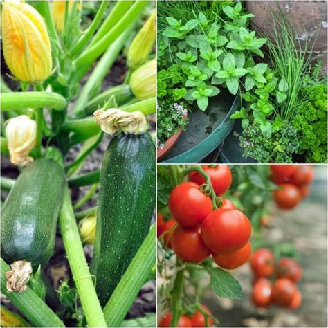 Gardening for Beginners -Vegetable Gardening for Beginners