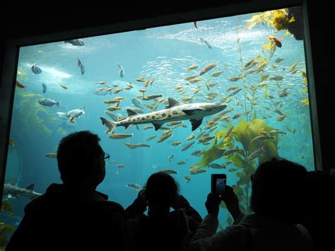 Bay Area’s Best Aquariums 4 Top Places To Encounter Marine Life