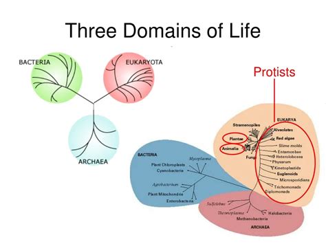 Ppt Three Domains Of Life Powerpoint Presentation Free Download Id306056