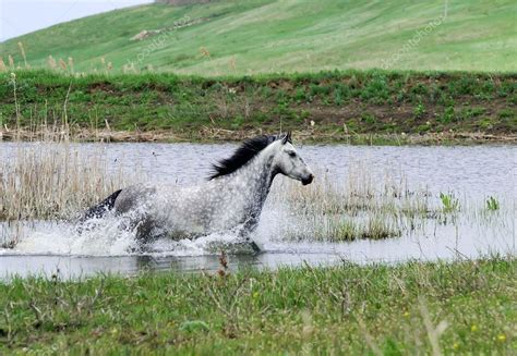 Gray Horse Running In Water — Stock Photo © Dozornaya 3678494
