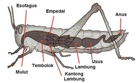 Berikut ini adalah daftar alat alias organ pencernaan manusia dan fungsinya secara berurutan beserta fungsinya, dari atas hingga bawah. ORGAN-ORGAN PENCERNAAN HEWAN DAN FUNGSINYA ~ Tematik Kelas 5