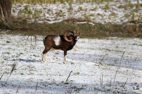 Mouflon Méditerranéen Ovis Gmelini Musimon Corsican Mo Flickr
