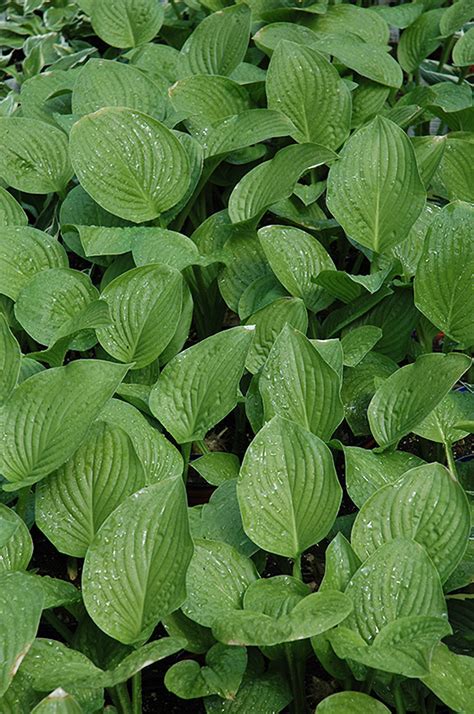 Royal Standard Hosta Hosta Royal Standard In Edmonton St Albert