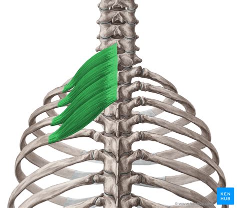 12 pairs of ribs • 7 true ribs • 5 false ribs (including 2 floating ribs) •. Ribs - Anatomy, Ligaments and Clinical Notes | Kenhub