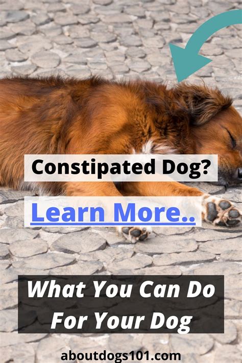 Effective Natural Remedies For Constipated Dogs All About Dogs