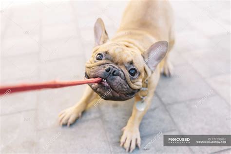 French Bulldog Biting And Pulling Lead On Street — Domestic Animal