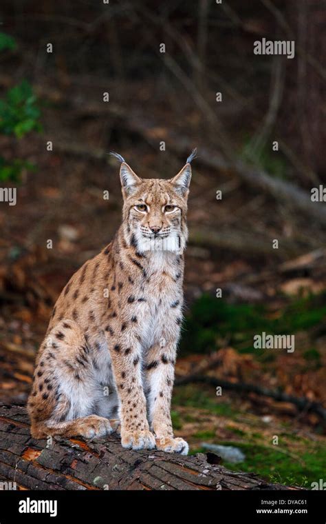 Eurasian Lynx Or Northern Lynx Lynx Lynx Stock Photo Alamy