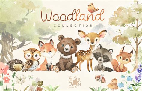 Woodland Animal Collection Animal Illustrations Creative Market