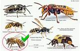 Japanese Wasp Vs Bees